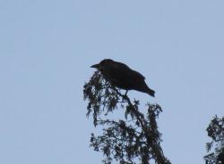 a crow sits on a branch