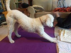 Image of white dog stretching its front body down to the ground, with its legs out in front, and tail up in the air